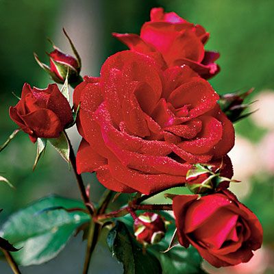 Red Rose